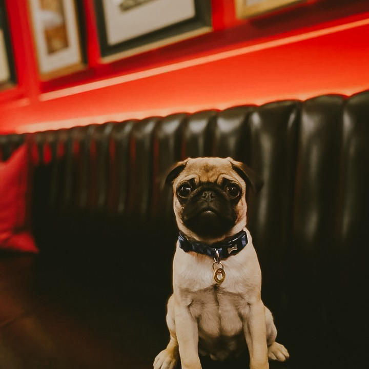 The Mayfair Townhouse - Who can resist those 'puggy' dog eyes